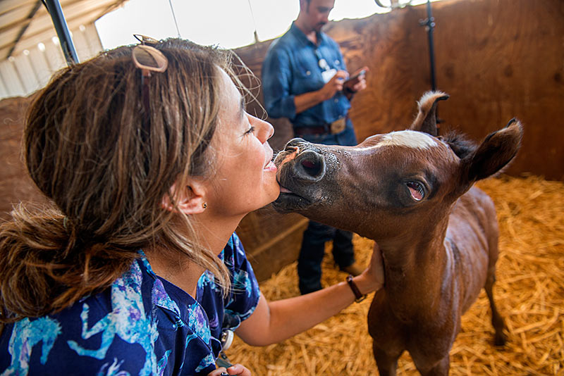 Monica Aleman enjoys affection from a newborn foal that has survived the syndrome.
