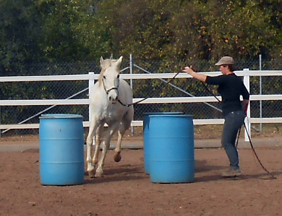 Horse Running on Barrels in the California Coastal Horse Rescue Center Horses on a Non Profit Horse Rescue Center