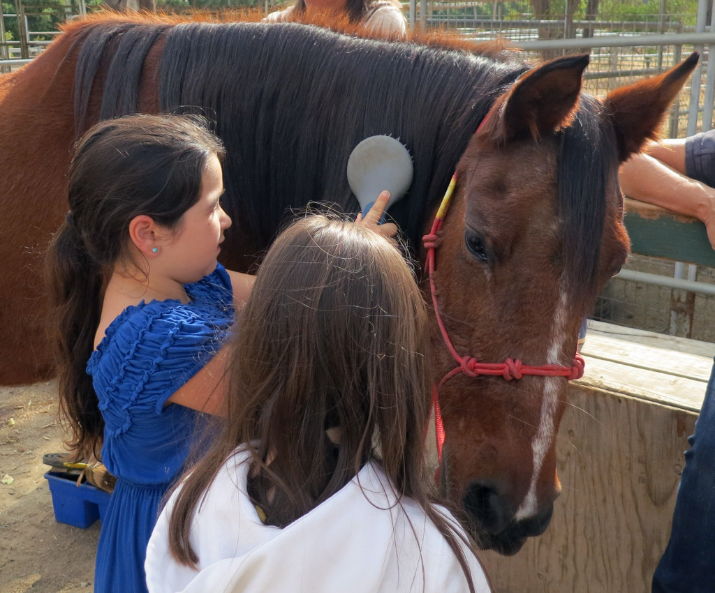 The CCHR “Learn, Care & Share” Program The California Coastal Horse Rescue Learn, Care & Share Program