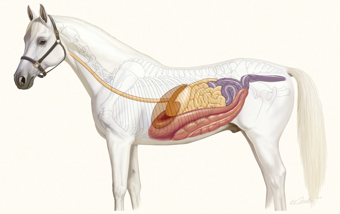 Horse Gut Illustration