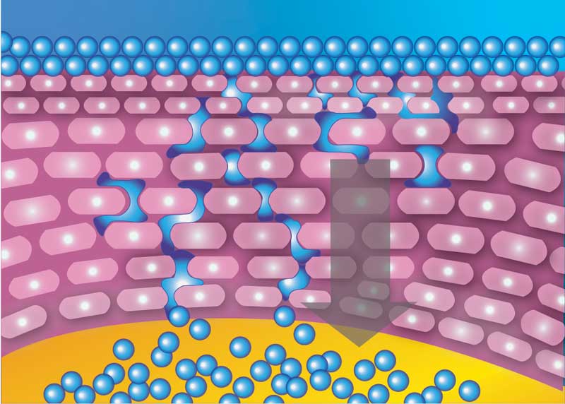 Nanoflex Dermal Layer