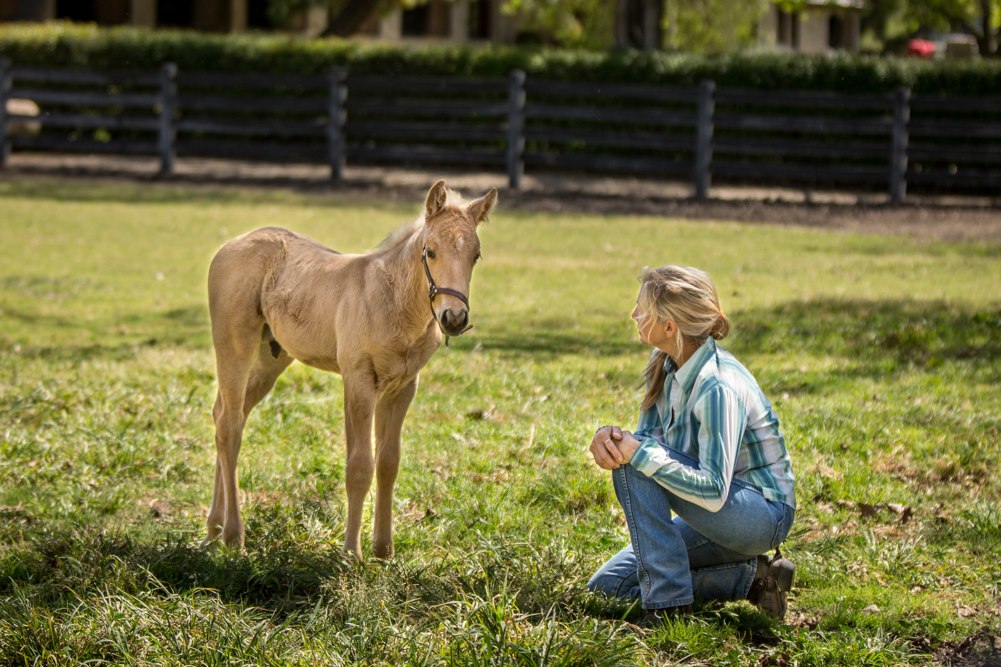 _Pasture.Foal.Tracey-Edit