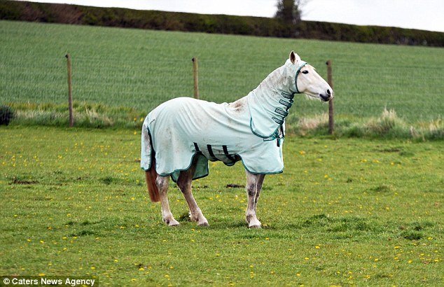Unhappy Horse Blanket