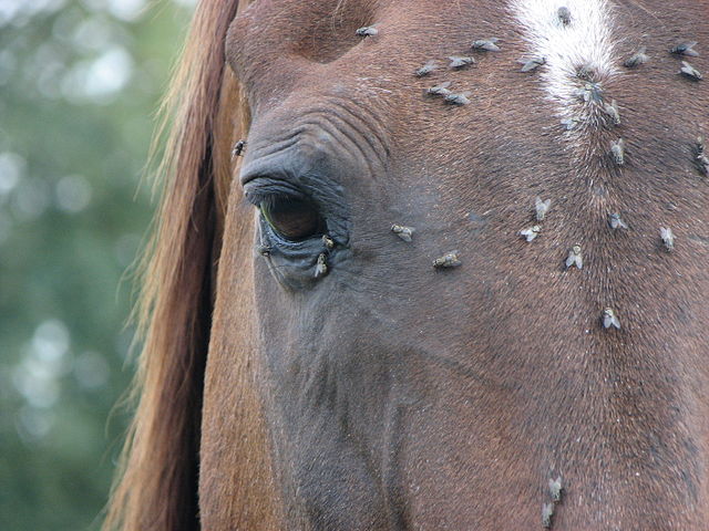 Flies on Horse's Face