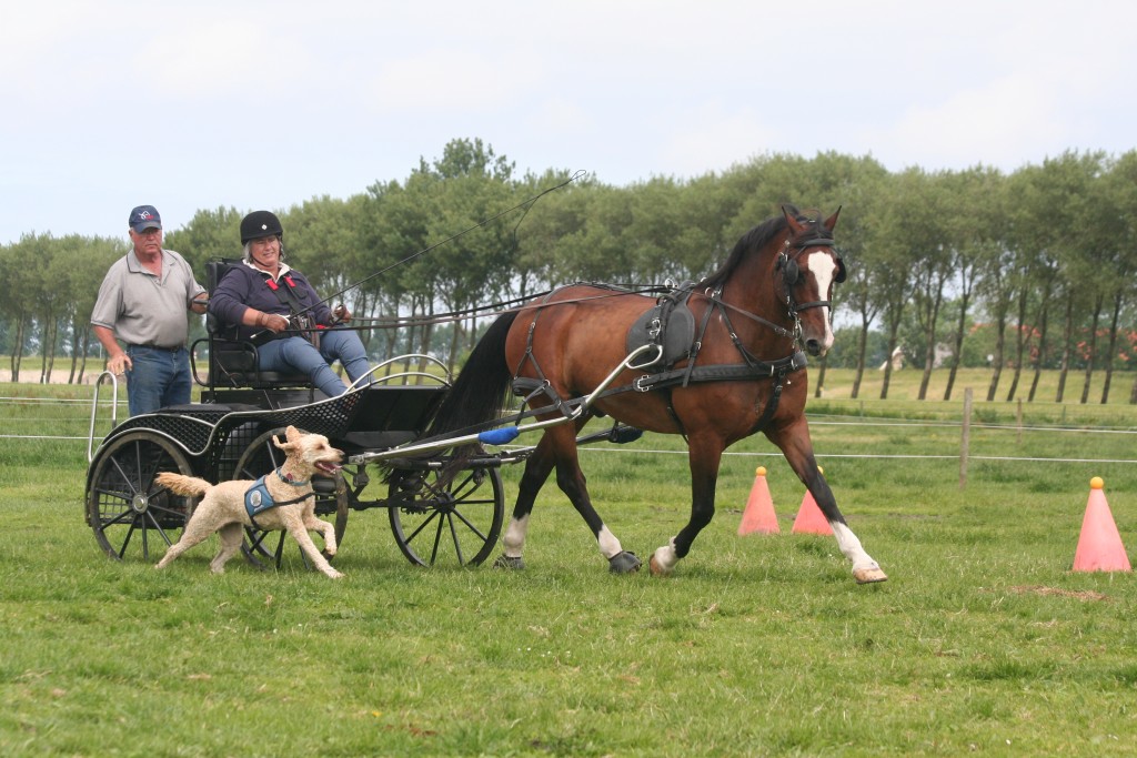 diane-katsama-driving-horse-with-dog