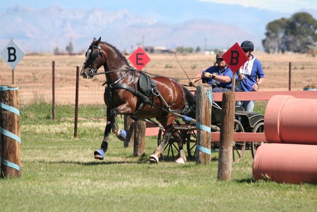 diane-katsama-horse-driving-santa-barbara-ca