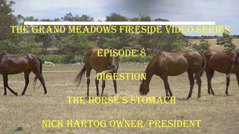 Fireside Chat - Episode 8 - Digestion - The Horse's Stomach