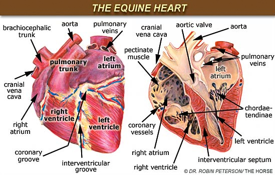 equine-heart-diagram