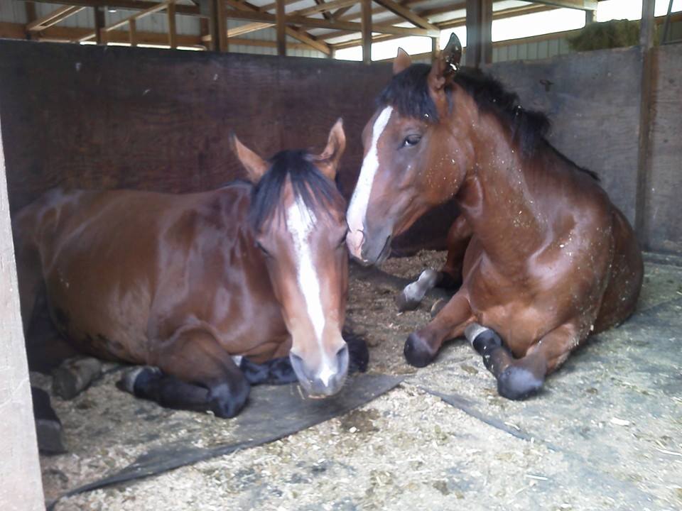 Foals Rumor and Zoey