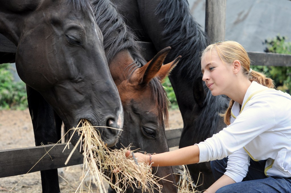 Girl Feeding Horses Hay
