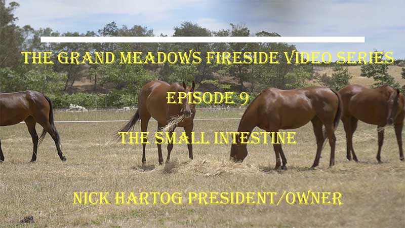 Fireside Chat - Episode 9 - Digestion - The Small Intestine