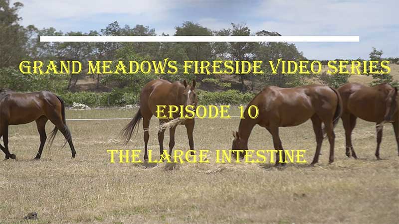 Fireside Chat Video 10 – Digestion - The Large Intestine