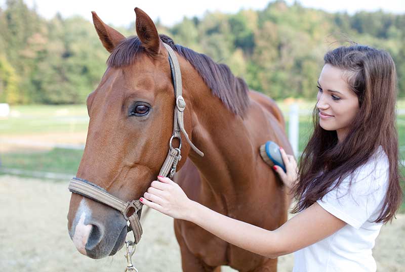 How To Give Your Horse a Healthy Coat