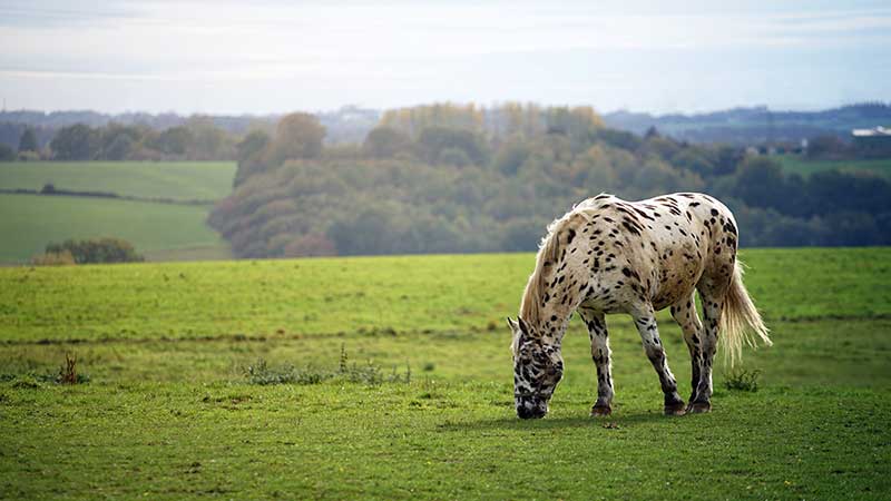 How Do Horse Supplements Work With Forage?