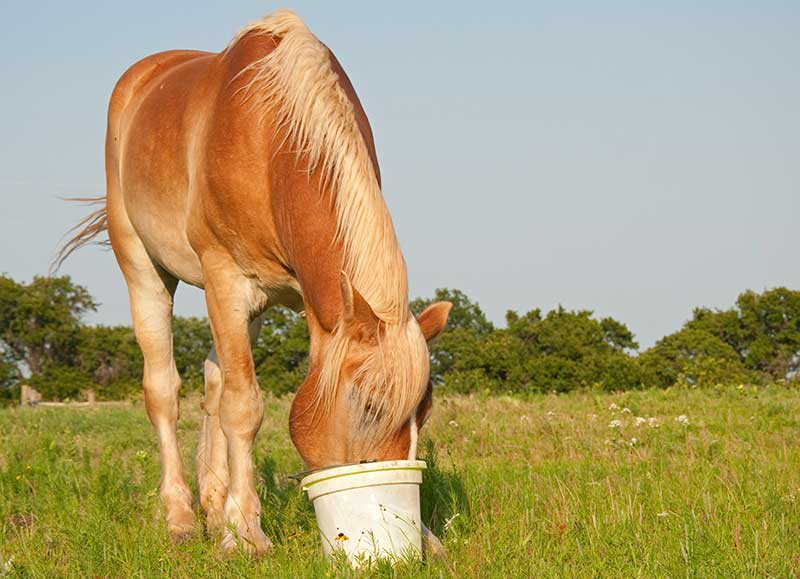 What Supplements Should I Give My Horse?