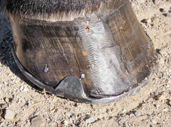 Cracked Horse Hoof - After