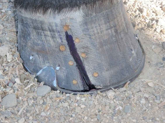 Cracked Horse Hoof - Before
