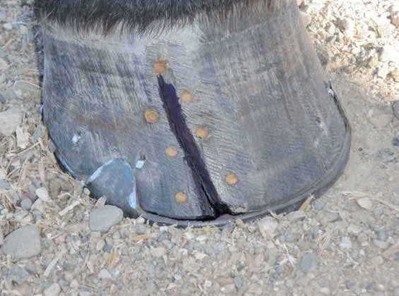 Hoof Before Using Grand Meadows Horse Hoof Supplement Hoof Supplement Contains Biotin to Enhance Horse Hoof Growth and Quality