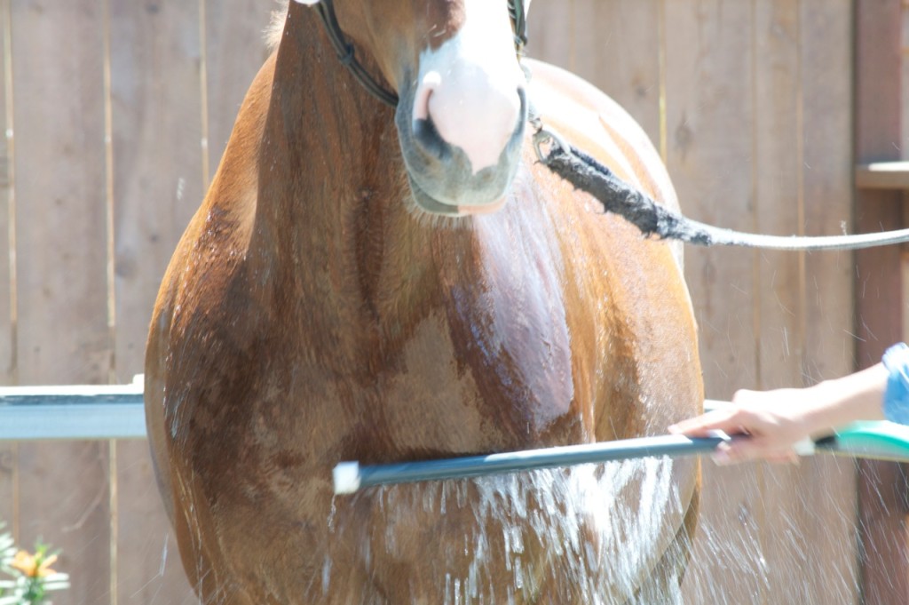 Horse Cooling Off in Summer