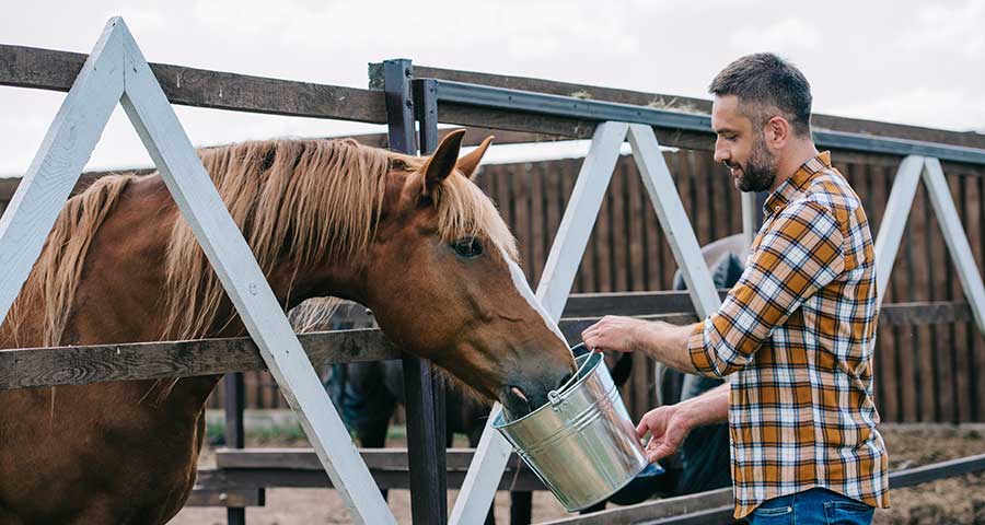 Horse Digestion