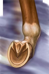 Horse Hoof Illustration