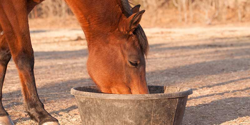 Horse Eating - Horse Nutrition Tips
