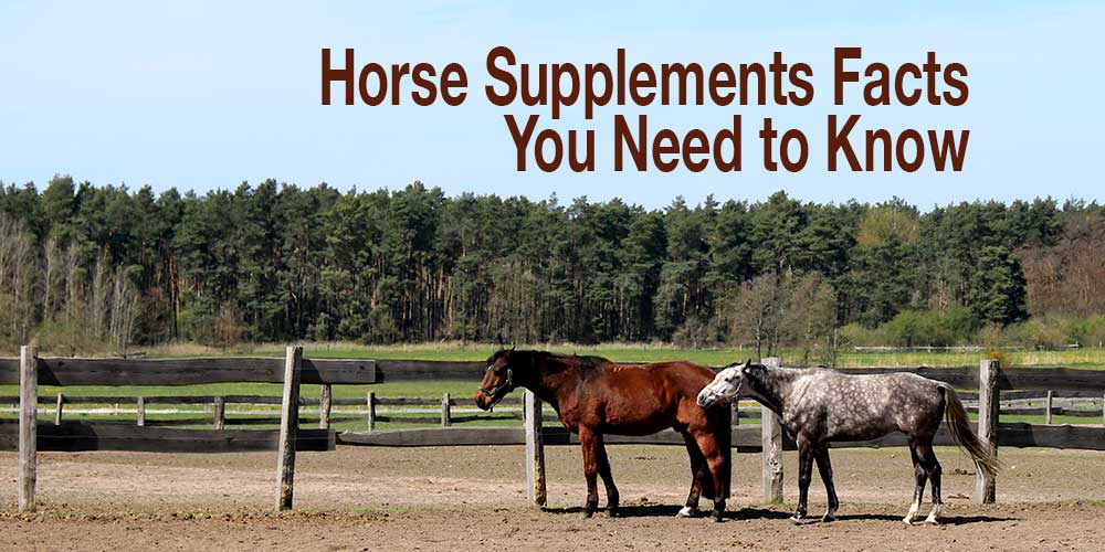 Horse Supplement Facts You Need to Know