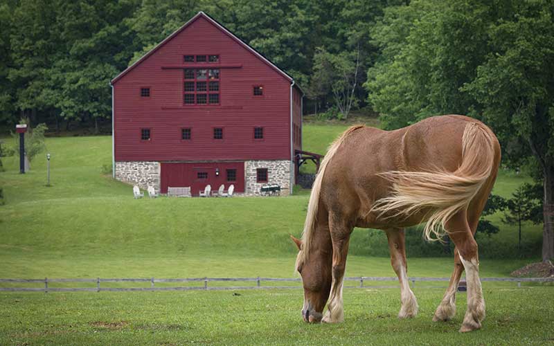 Horse out to pasture