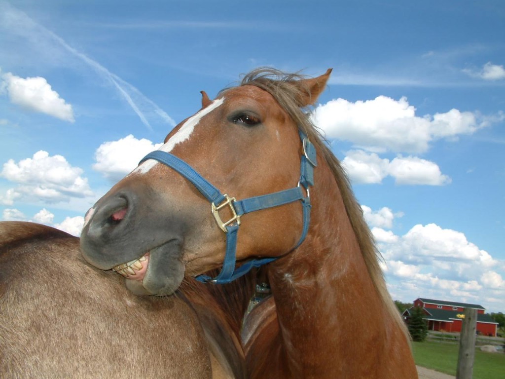 Horse Chewing Fly Bites