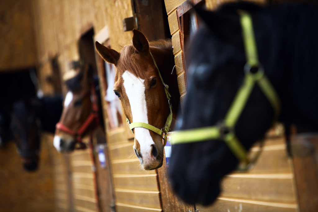 Horses in Stables in Barn