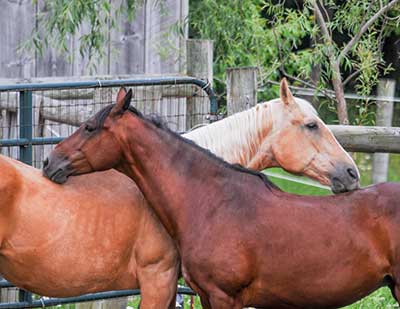 What Horses Really Want by Lynn Acton