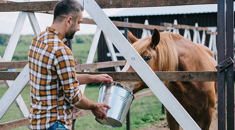 Horse Health Care