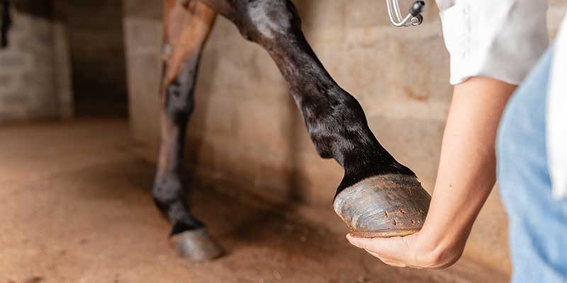 Horse Hoof Care