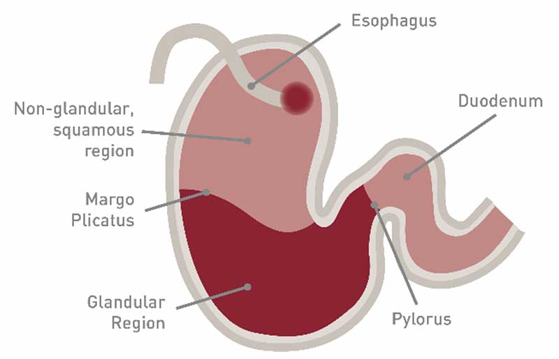 Causes, Symptoms, and Treatments for Horse Ulcers