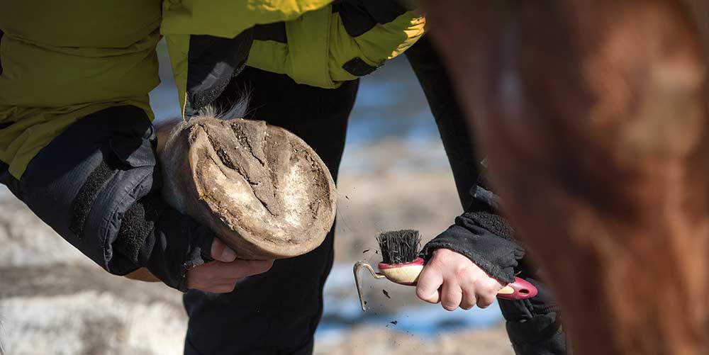 Image of Barefoot Hoof