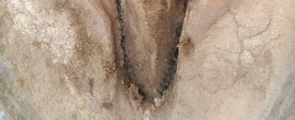 Closeup of Bare Horse Hoof