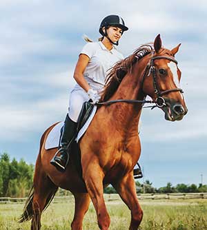 What Are The Best Horse Supplements?