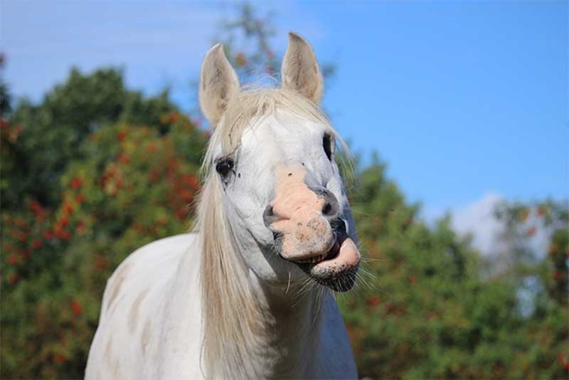 Photo of a Horse Smirking Overfeeding Horses with Horse Supplements
