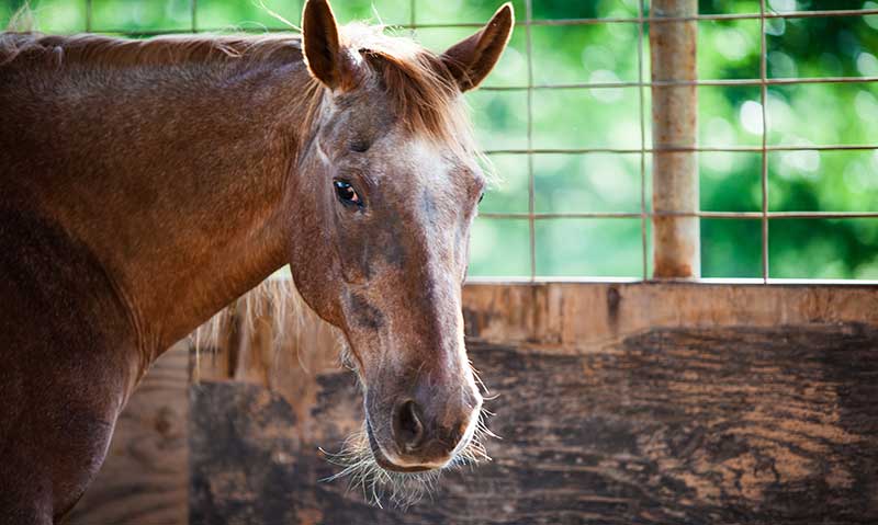 Managing the Senior Horse