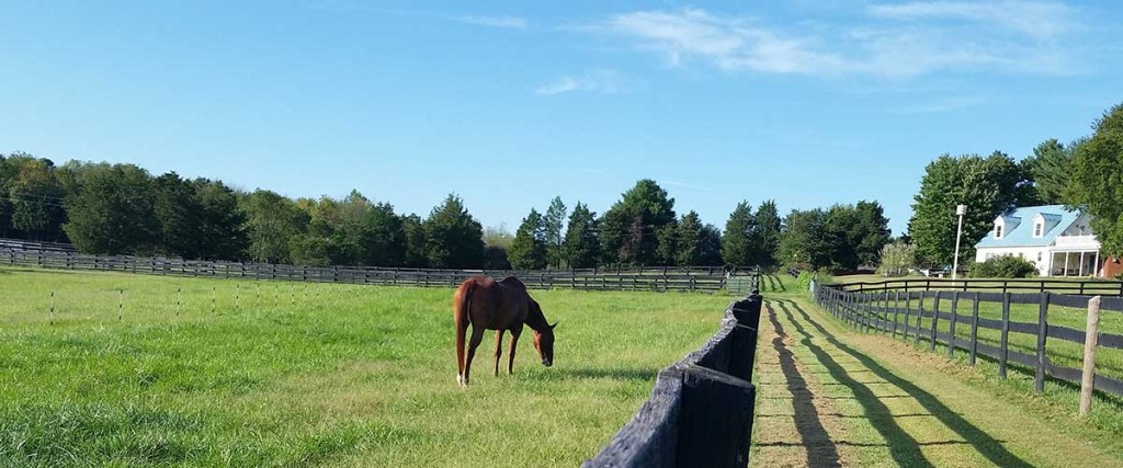 Horse in the pasture on a spring day