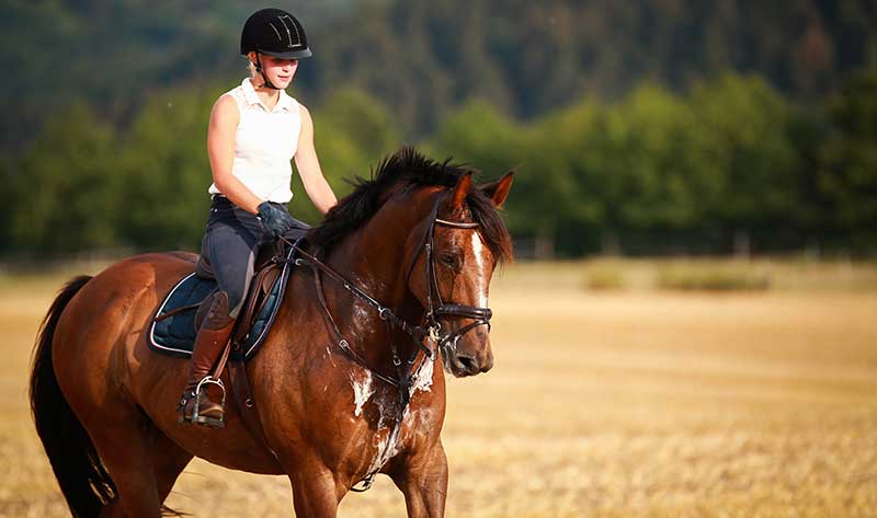Hot Weather Horse Riding and Care Tips