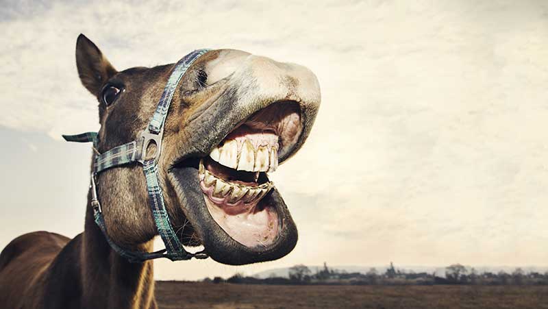 5 Things You Need to Know About Your Horse’s Teeth