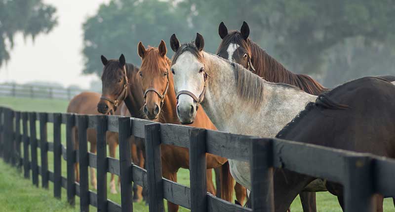 Minimize the Risk of Equine Metabolic Issues